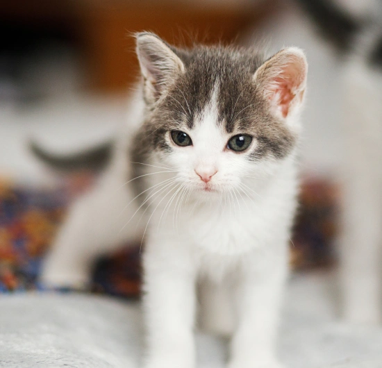Kitten Care