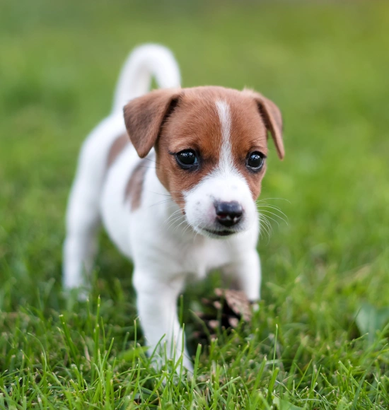 Puppy Care