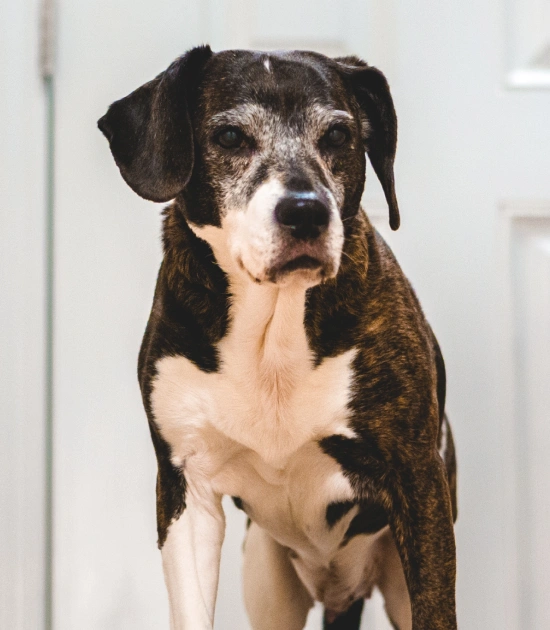 Senior Dog Care