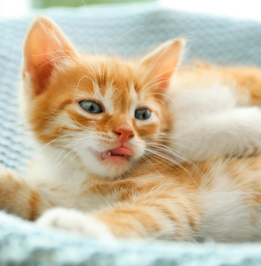 The Cat Clinic of Pet Wellness