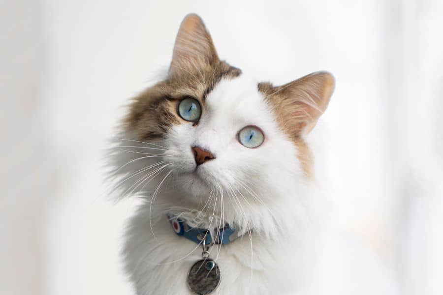 cat-bad-breath-serious-health-problem-guide