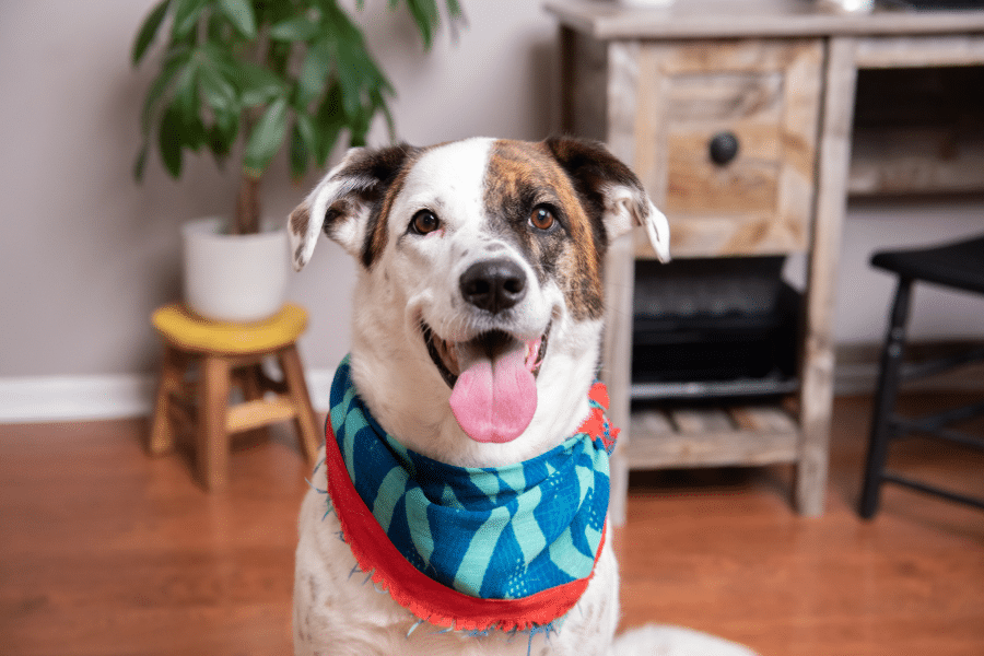 pet-not-eating-for-2-days-urgent-vet-guide