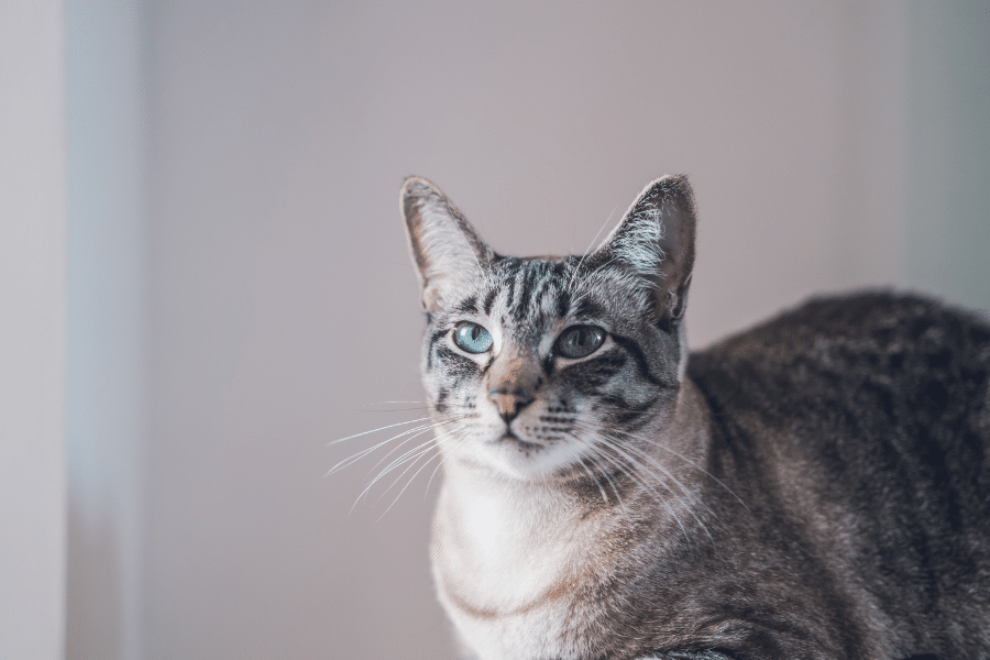 cat-ate-mouse-health-risks