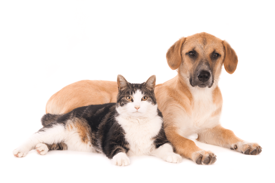 head-pain-in-pets-urgent-care