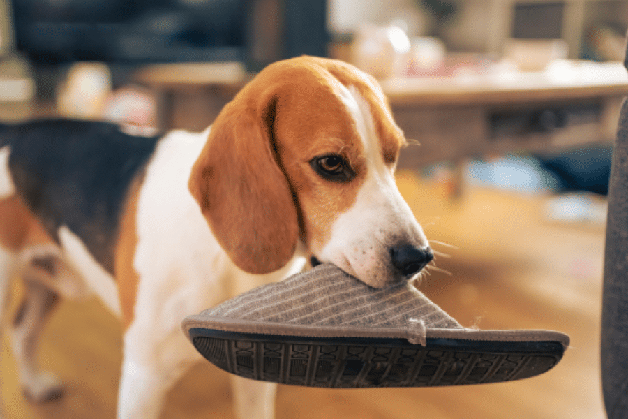 pet-ate-compost-urgent-care