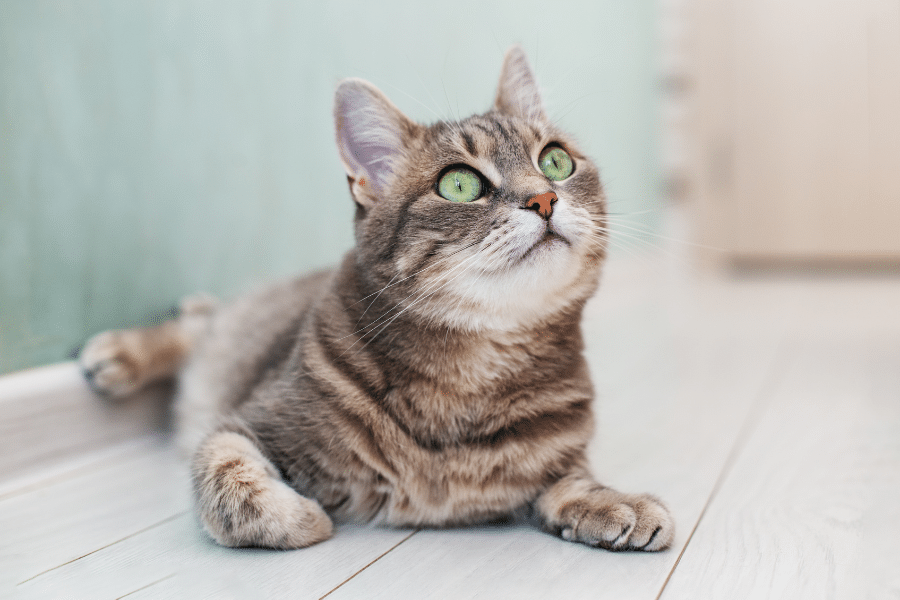rare-cat-breeds-hard-to-find