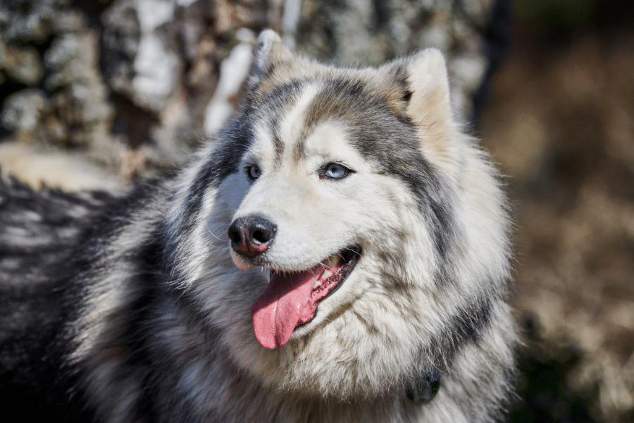 common-dental-problems-in-pets