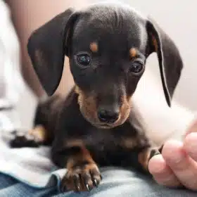 Veterinary Pet Surgery